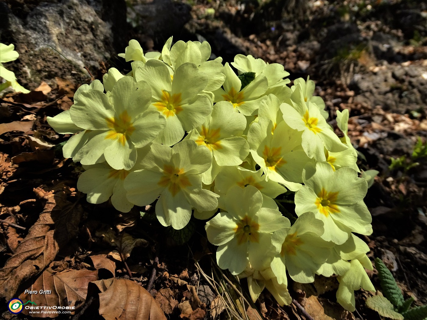 26 Primule in fiore sul sentiero partigiano della Cornabusa in salita alla Cima Cornetti.JPG